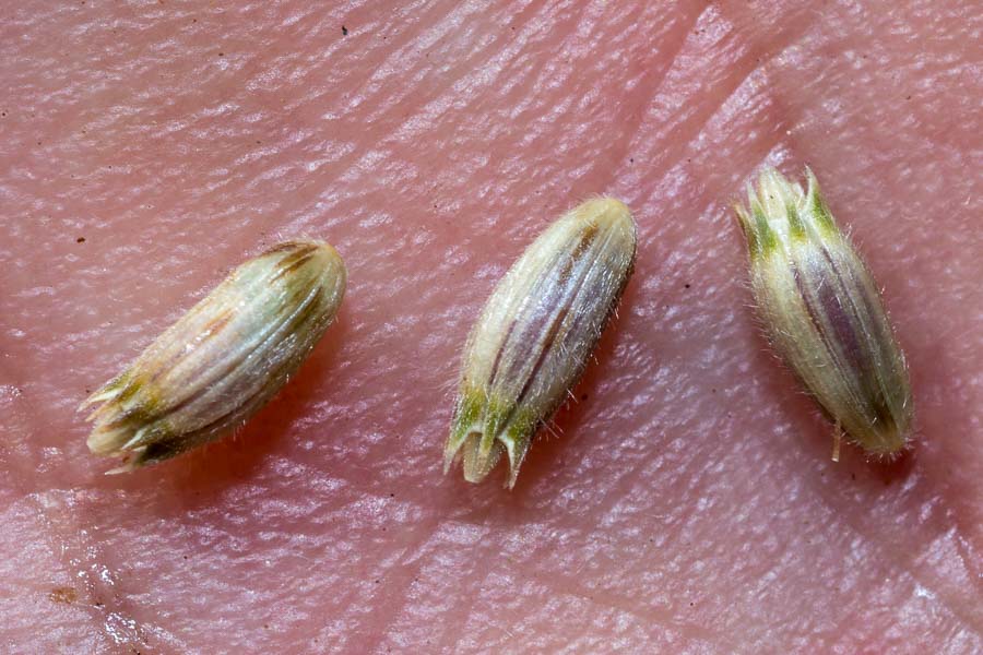 Cephalaria transsylvanica / Cefalaria transilvanica